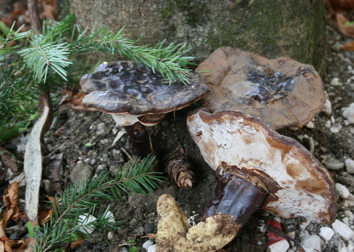 Ganoderma lucidum